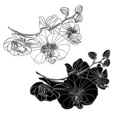 Orchid Phalaenopsis    flower  outline and silhouette on a white background vintage vector editable illustration hand draw