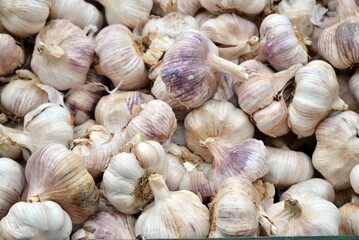 Fresh garlic on market table.  Vitamin healthy vegetables.  - 724689519