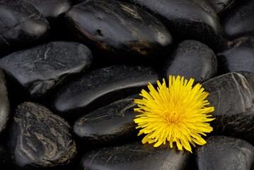 Dandelion. Yellow flower and black stones. - 724689549