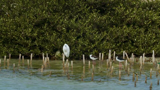 Shore birds wading near a bush in Sitra beach park