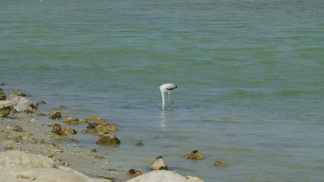 Flamingo wading in shallow water in Sitra beach park