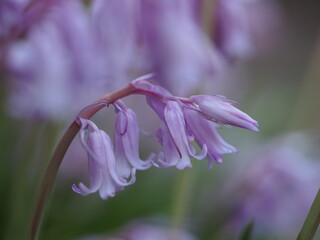 Naklejka premium 釣鐘状の花 シラーカンパニュラータ
