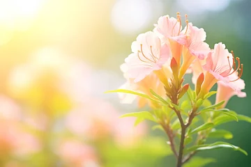 Foto op Aluminium azalea flowers in bloom with soft sunlight © studioworkstock