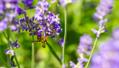 Spring lavender flowers under sunlight. Bees pollinate flowers and collect pollen. Lavender honey. Beautiful landscape of nature with a panoramic view. Hi spring. long banner
