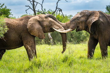 Young male African elephants bonding in friendship or rivalry