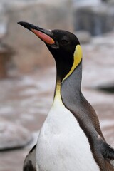 オウサマペンギンのポートレート