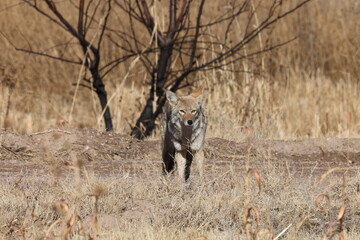 Coyote in Bosque del Apache national wildlife refuge in New Mexico USA