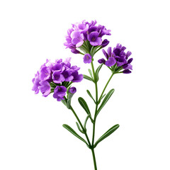 Statice flower isolated on transparent background