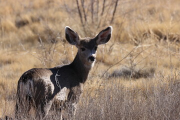 Deer in Bosque del Apache national wildlife refuge in New Mexico USA