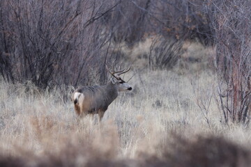 Deer in Bosque del Apache national wildlife refuge in New Mexico USA
