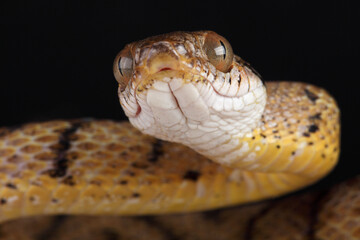 Portrait of a Brown Tree Snake against a black background
