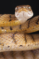 Portrait of a Brown Tree Snake against a black background
