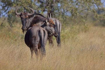 Streifengnu / Blue wildebeest / Connochaetes taurinus......Streifengnu / Blue wildebeest /...