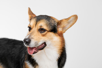 Pembroke Welsh Corgi portrait isolated on white studio background with copy space, purebred dog