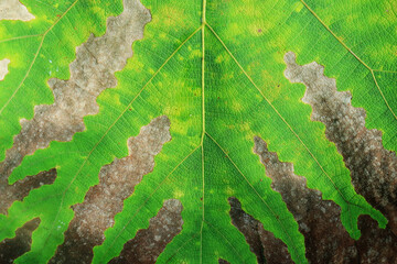 close up and texture of aging teak leaves. for wallpaper and presentation slide

