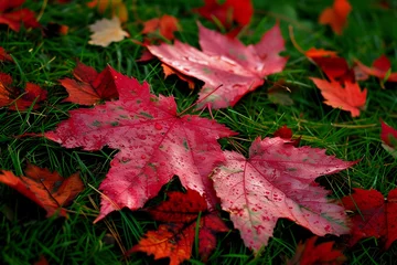 Fotobehang Raindrops on Red Maple Leaves in Autumn © TEERAWAT