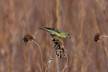 Lesser Goldfinch (Spinus psaltria) Bosque del Apache National Wildlife Refuge, New Mexico,USA