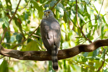 A large Crested Goshawk perched on a branch.
