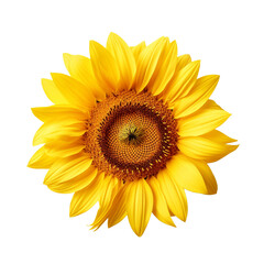 Sunflower flower isolated on transparent background