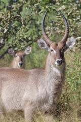 Wasserbock / Waterbuck / Kobus ellipsiprymnus