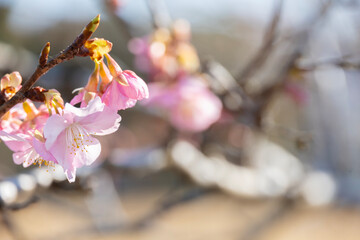 咲き始めの河津桜
