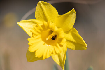 ラッパ水仙の花