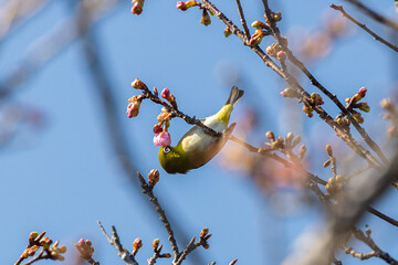 河津桜とメジロ