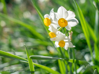 水仙の花