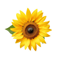 Sunflower flower isolated on transparent background