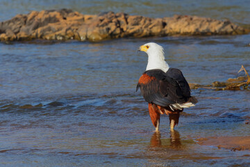 Afrikanischer Schreiseeadler / African fish-eagle / Haliaeetus vocifer.