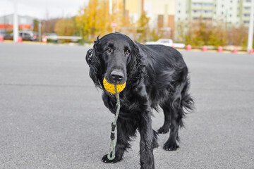 Portrait of black flat-coated retriever walking and playing in the autumn park, purebred dog against the backdrop of urban nature