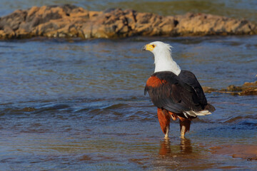 Afrikanischer Schreiseeadler / African fish-eagle / Haliaeetus vocifer.
