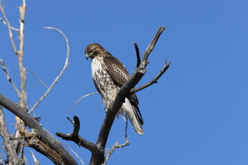 Red-tailed Hawk  Bosque del Apache National Wildlife Refuge New Mexico