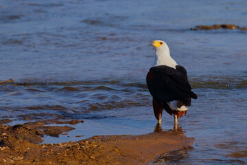 Afrikanischer Schreiseeadler / African fish-eagle / Haliaeetus vocifer.
