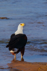 Afrikanischer Schreiseeadler / African fish-eagle / Haliaeetus vocifer.