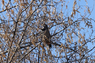 Gilded Flicker (Colaptes chrysoides) Bosque del Apache National Wildlife Refuge, New Mexico,USA