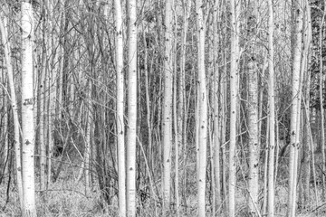 birch tree forest background in wisconsin state
