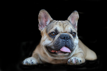 A cute of french bulldog 