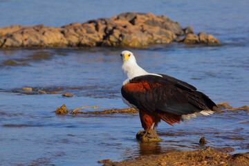 Afrikanischer Schreiseeadler / African fish-eagle / Haliaeetus vocifer.