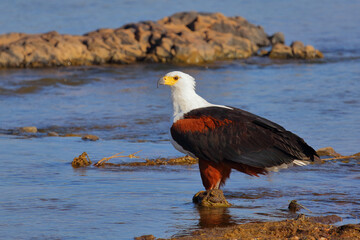 Afrikanischer Schreiseeadler / African fish-eagle / Haliaeetus vocifer.