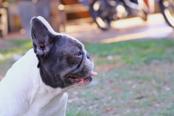 A cute of french bulldog 