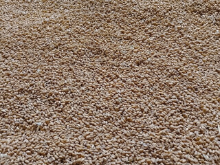 Dry wheat grains - Wheat Seeds - Gandam Wheat Background 