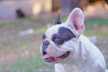 A cute of french bulldog 