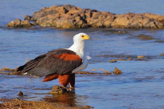 Afrikanischer Schreiseeadler / African fish-eagle / Haliaeetus vocifer.