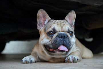 A cute of french bulldog 