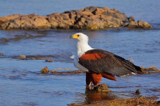 Afrikanischer Schreiseeadler / African fish-eagle / Haliaeetus vocifer.
