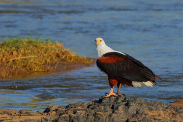 Afrikanischer Schreiseeadler / African fish-eagle / Haliaeetus vocifer.