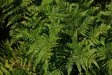 Fern plant natural background from Norway