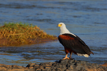 Afrikanischer Schreiseeadler / African fish-eagle / Haliaeetus vocifer.