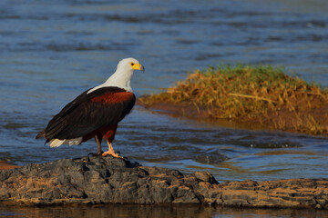 Afrikanischer Schreiseeadler / African fish-eagle / Haliaeetus vocifer.